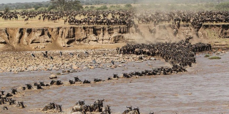 Tourists  Dump Maasai Mara For Increasing Entry Fee From Ksh9,20 5 To Ksh26,300 Per Person