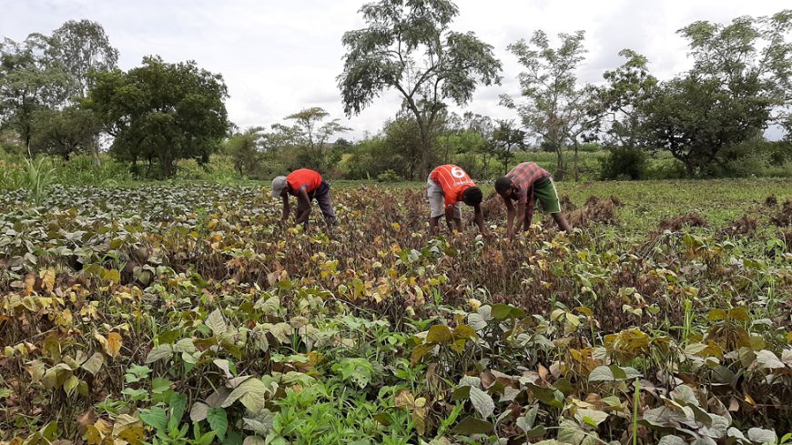 National Assembly Rejects Mung Beans Bill 2022, Mediation Process Initiated